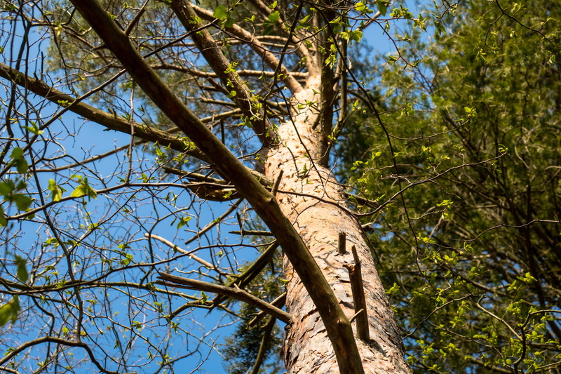 ascending, branch, trunk, leaves, tranquility, land, plant part, blue, day, beauty in nature, tree, tree canopy, green color, outdoors, spring, plant, forest