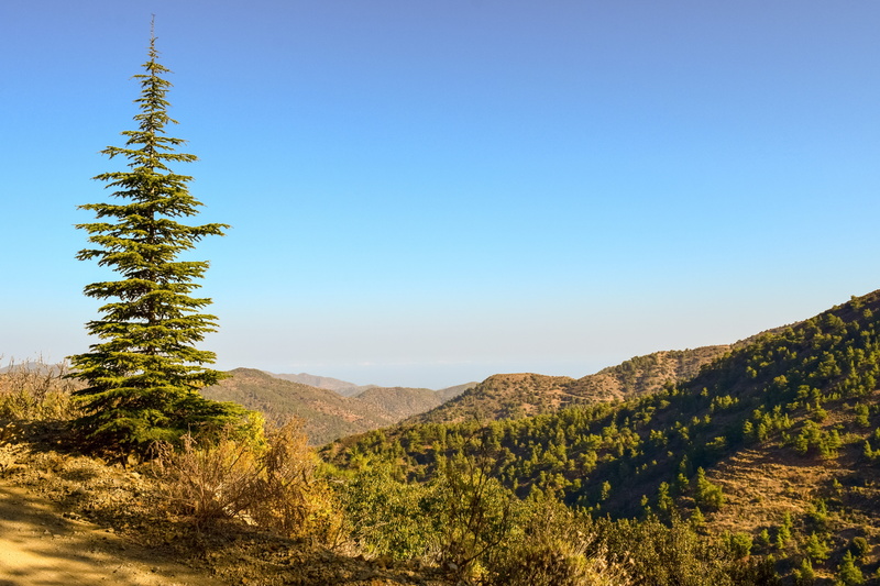 wilderness, cyprus, beauty in nature, forest, sky, fir, woods, tranquility, tranquil scene, 5K, coniferous tree, blue, day, remote, outdoors, idyllic