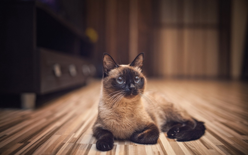 animal themes, domestic, focus on foreground, wood, gray, portrait, small, no people, whisker, indoors, animal, animal head, domestic animals, black, flooring