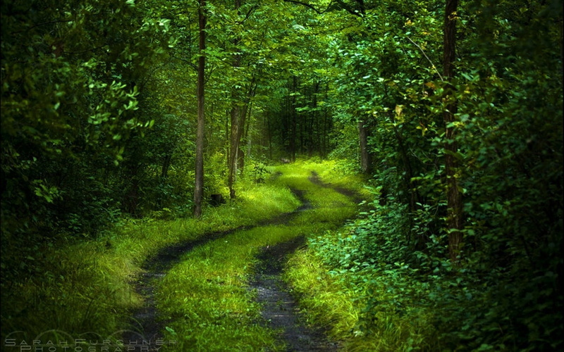trees, land, lush Foliage, outdoors, wilderness Area, foliage, woodland, road, forest, wood, tranquil Scene, turns, park - Man Made Space, grass, freshness