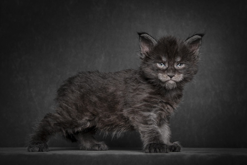 black, kitten, kitty, short, gray, background, furred, cat, Maine Coon, 1080P