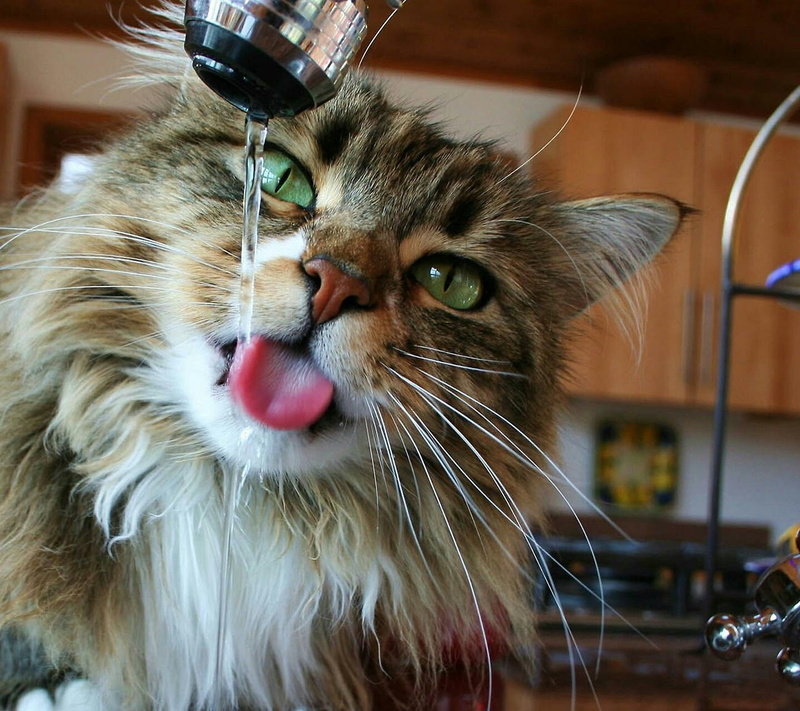 no people, 720P, domestic animals, domestic, animal head, whisker, one animal, animal themes, brown, faucets, happy, animal tongue, Maine Coon, mammal