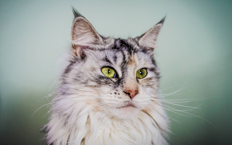 white, green, silver, beautiful, maine coon cat, grey, maine, cat, coon, 2K, eyes