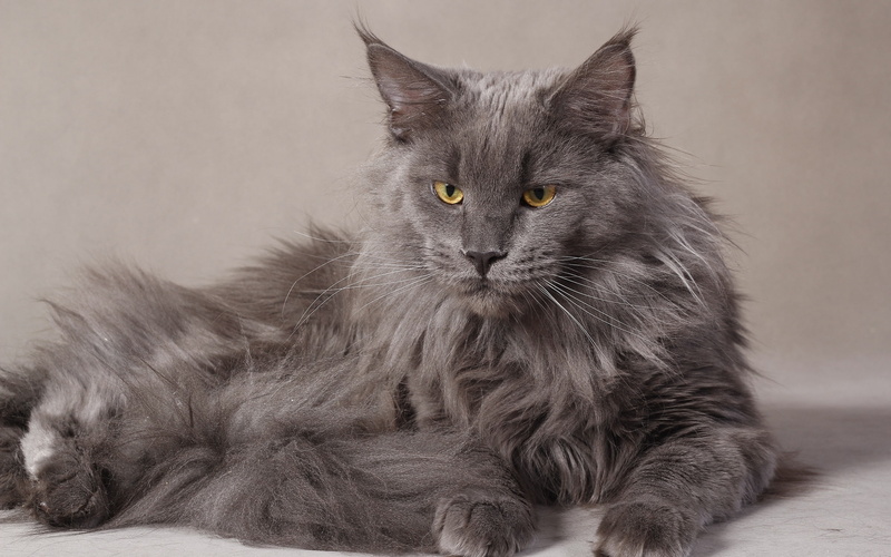 maine, maine coon, coon, long, cat, 2K, gray, coated, beautiful, grumpy