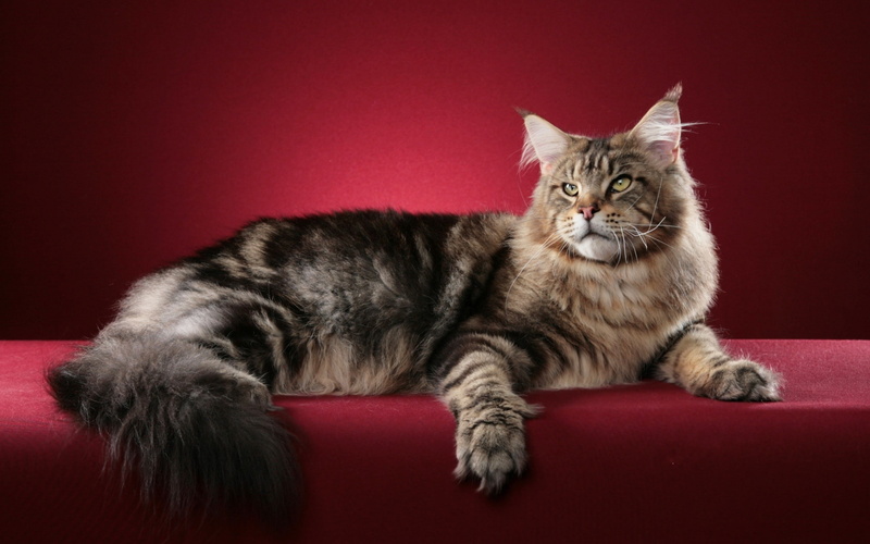 Maine Coon, animals, 2K, cat, red background
