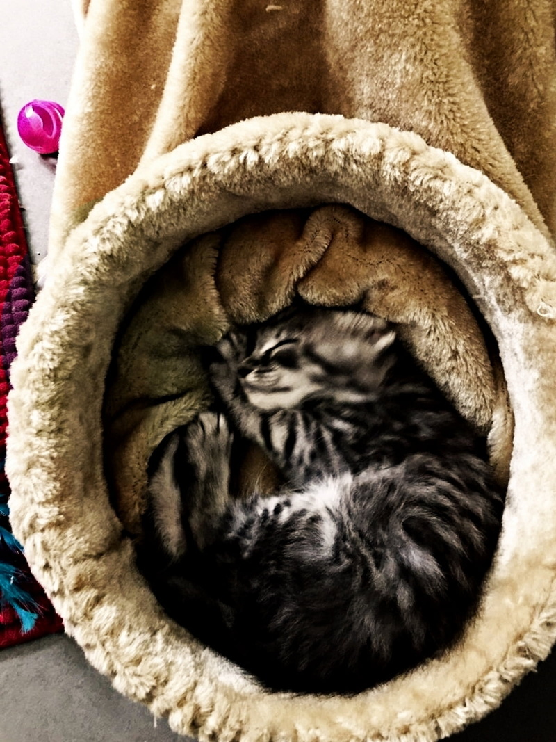 no people, animal, cat, domestic cat, animal themes, comfortable, feline, 720P, domestic, sleeping, eyes closed, indoors, tabby, resting, relaxation, vertebrate
