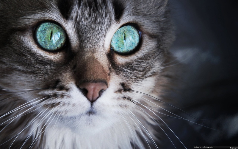cat, eye, pets, tabby, animal, domestic cat, animal eye, 1080P, mammal, one animal, close-up, whisker, blue eyes, long, animal mouth, animal body part