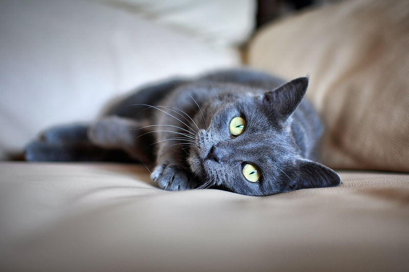 domestic, animal, cat, feline, domestic Animals, one animal, grey fur, animal themes, pet, domestic room, animal eye, yellow eyes, cute, sofa, mammal, black
