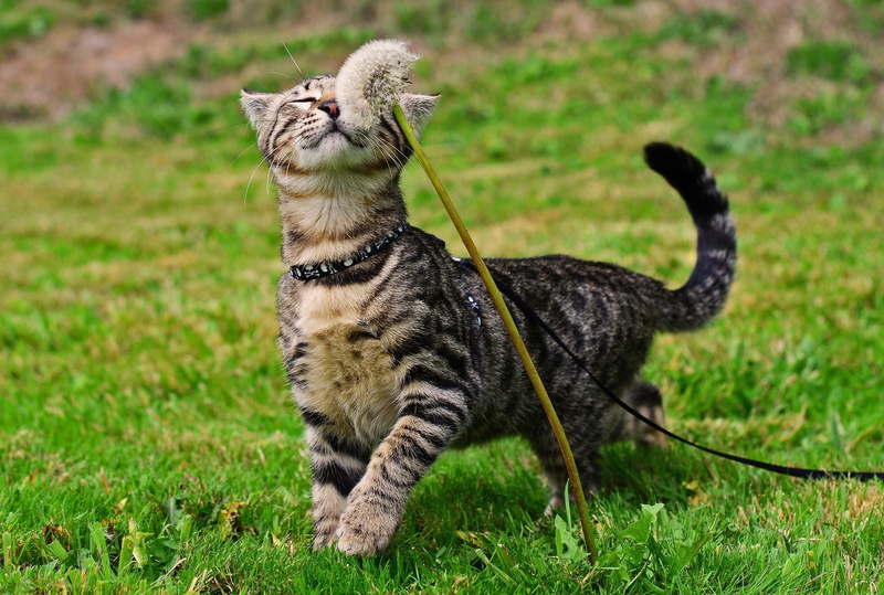 pets, mammal, black, green color, vertebrate, nature, domestic, full length, standing, whisker, one animal, no people, flowers, animals, feline, tabby