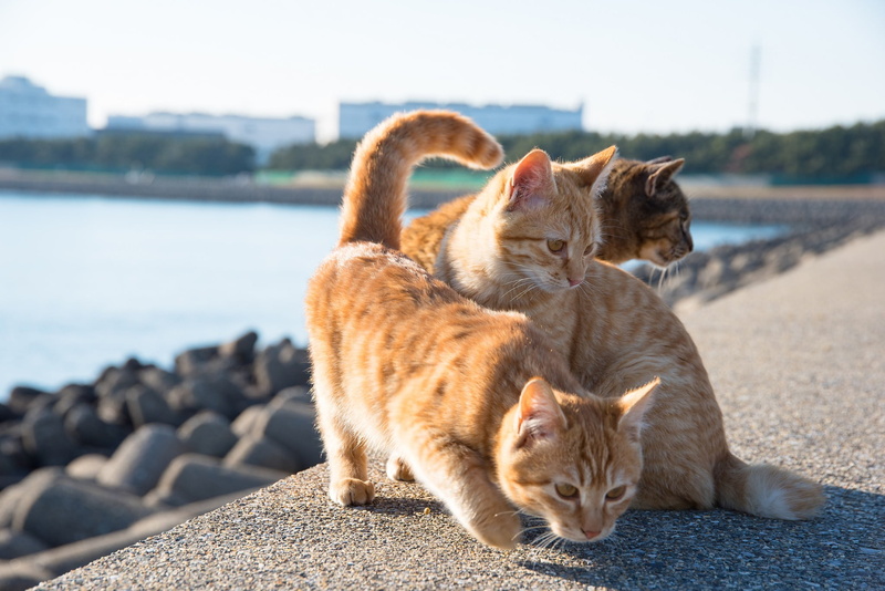 animals, fur, cat, domestic, short, relaxation, water, orange, day, group of animals, domestic animals, pets, feline, 1080P, animal, togetherness, domestic cat