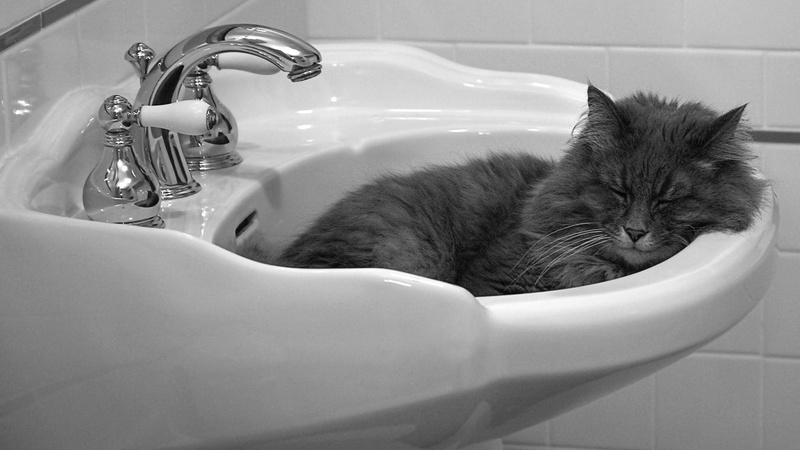 domestic bathroom, animal themes, cleaning, gray, domestic, sleeping, faucets, animal, bathtub, animals, household equipment, hygiene, pets, domestic room