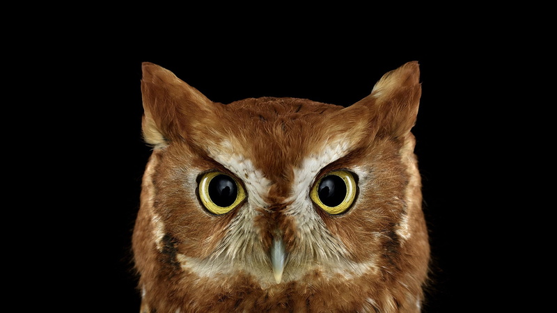 vertebrate, bird of prey, mammal, owl, yellow eyes, photography, iris - eye, no people, studio shot, animal wildlife, birds, animal eye, animals, 1080P