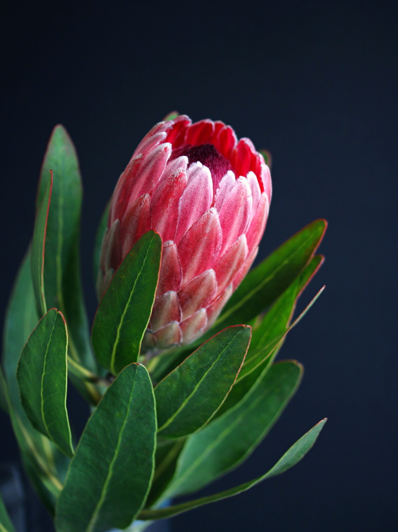 inflorescence, protea, fragility, no people, flower head, studio shot, plant, vulnerability, nature, indoors, black background, green color, petals, leaf