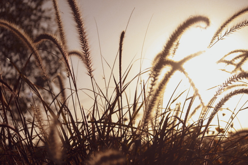 Botany, no people, agriculture, grass, selective focus, timothy grass, nature, day, rural scene, tranquil scene, photographer, plant, crop, 4K, land, field