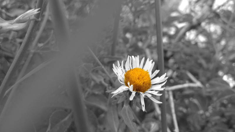 outdoors, close-up, daisy, nature, white, petal, freshness, pollen, primary color, no people, growth, white color, beauty in nature, focus on foreground