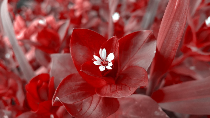 pollen, outdoors, softness, flower head, focus on foreground, blossom, fragility, plant, red, springtime, leaves, inflorescence, growth, close-up, white