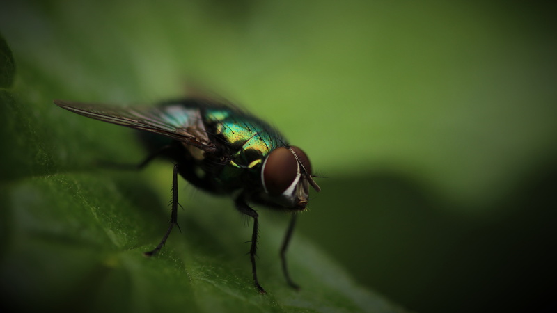 insect, nature, close-up, animal wildlife, corded, plant part, no people, Fly, animals in the wild, black, focus on foreground, headphones, green, photography
