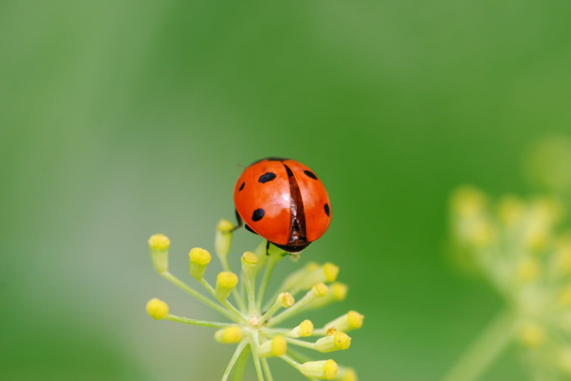 red, grass, nature, ladybug, petaled, green Color, img, plant, summer, Coccinelle, 720P, macro, canon  20D, small, flower, gimp, ladybird, spotted, close-up