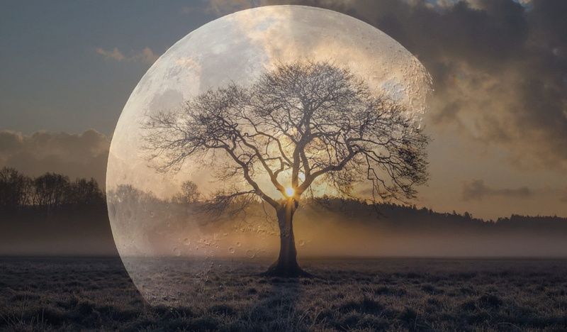 plant, surreal, 1080P, poster, sunset, moon, environment, no people, sky, mystical, Night, mood, land, Moon, sun, hologram, moonlight, universe, ethereal