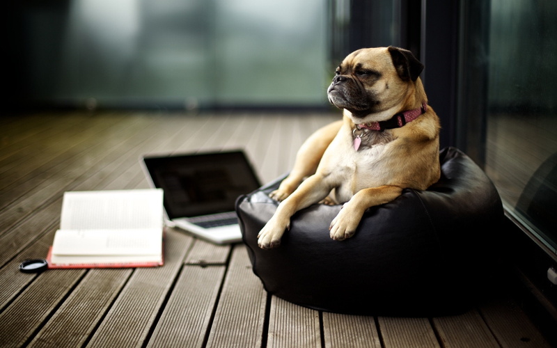 a, pug, Feel, Like, 2K, Business