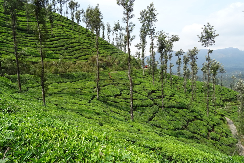 tranquil scene, agriculture, beauty in nature, scenics - nature, sky, landscape, tranquility, tea, tree, non-urban scene, chikmagalur, india, green color