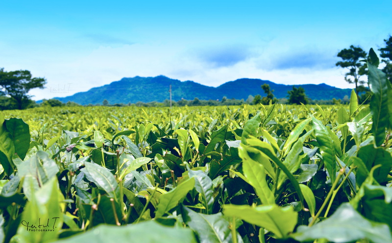 green color, farm, tea, outdoors, crop, field, plantation, sky, environment, blue sky, leafed, tranquil scene, plant, Landscape, mountain, estate, 5K