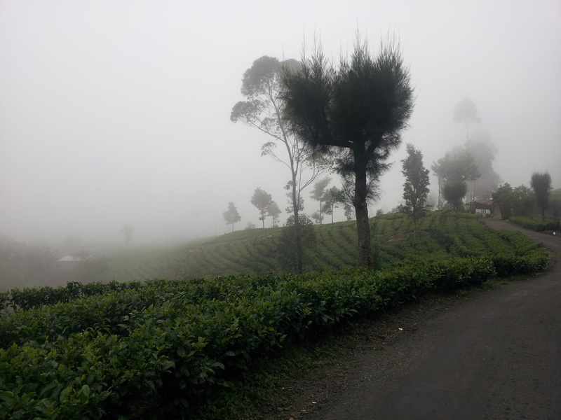 non-urban scene, tree, Tea Estate, scenics - nature, the mist, Forest, lipton seat, environment, field, land, no people, growth, liptons seat, haputhale