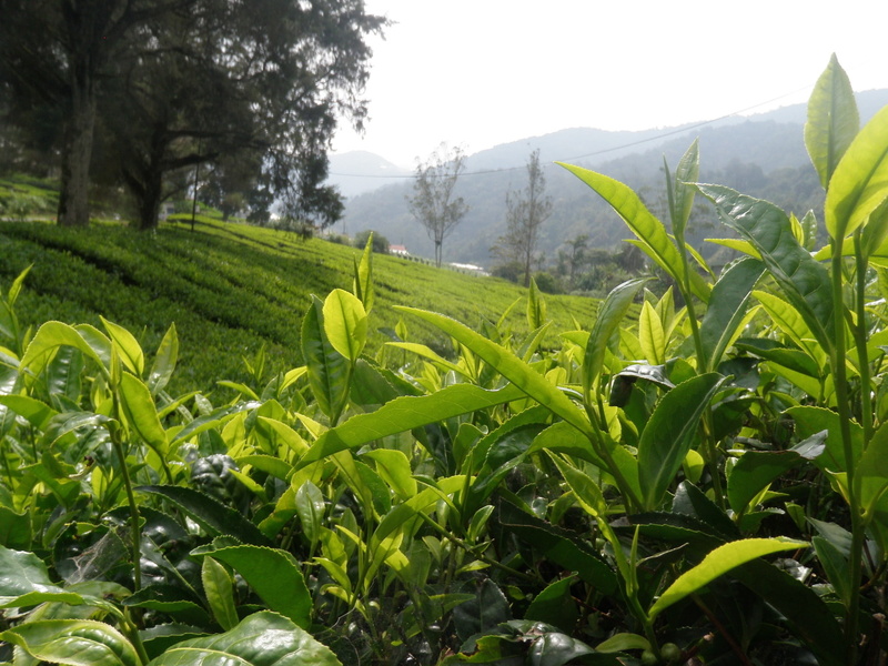 sky, crop, rural, no people, leaf, tranquil scene, sunlight, plant, mountain, tree, land, estate, day, farm, agriculture, terrace, green color, malaysia