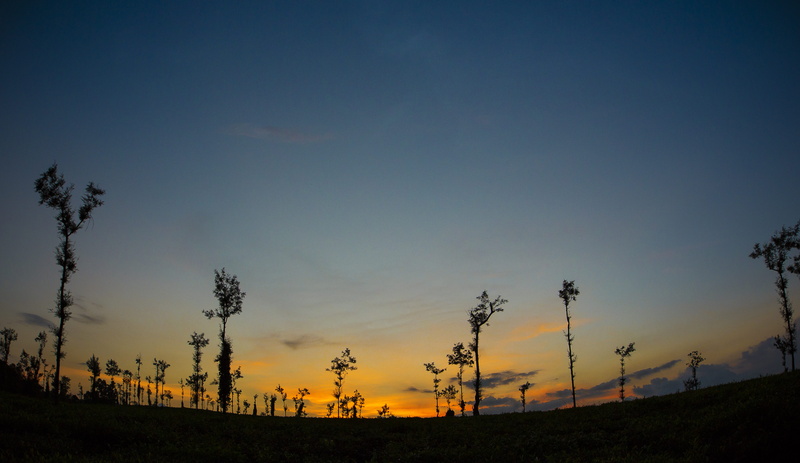 5K, scenic, outdoors, no people, orange color, growth, scenery, kodagu, plant, scenics - nature, sky, field, india, landscape, tranquility, beauty in nature