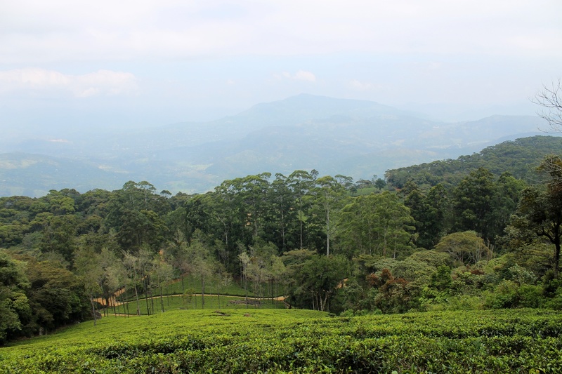 tea crop, highland, tranquil scene, environment, non-urban scene, green, tree, growth, green color, foliage, field, scenics - nature, tea estate, landscape