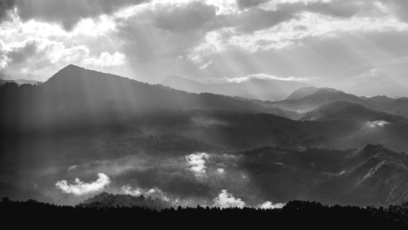 landscape, mountain peak, tea estate, land, tree, tranquil scene, tranquility, sri lanka, rays, environment, plant, forest, nature, 5K, fog, outdoors
