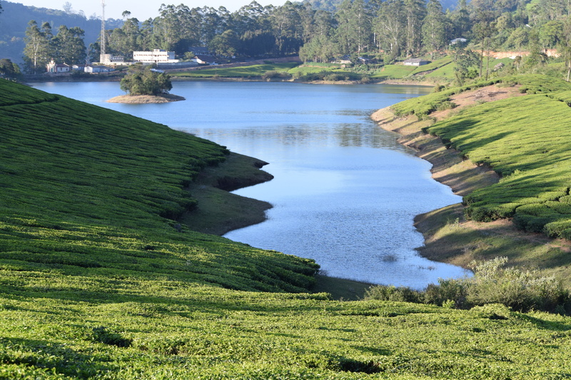 high angle view, tea estate, water, land, grass, scenics - nature, tree, tranquil scene, plant, beauty in nature, 5K, lake, tranquility, idyllic, growth