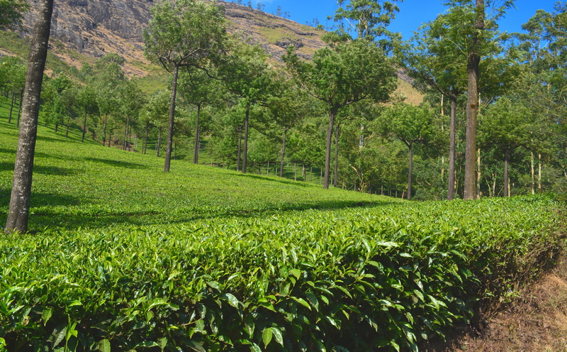 environment, field, scenics - nature, Nature, tea, grass, tree, foliage, no people, green color, plantation, lush foliage, 5K, estate, land, day, outdoors