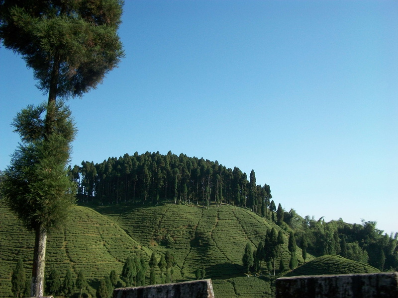 tea crop, green color, landscape, plant, day, idyllic, copy space, nature, environment, growth, outdoors, beauty in nature, no people, scenics - nature