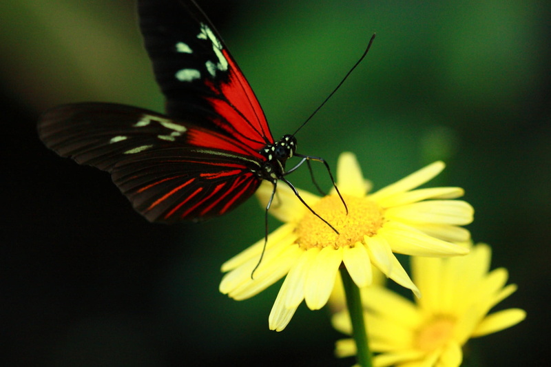 beauty In Nature, black Color, peacock, Peacock butterfly, flower, Utrecht, perched, Brown Peacock, Anartia amathea, red, butterfly - Insect, macro, nature