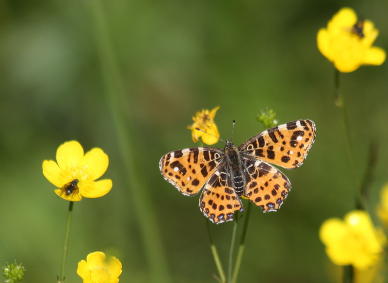 beauty In Nature, Map, brown, summer, animal Wing, lapland, levana, springtime, insect, macro, black, multi Colored, black butterfly, butterfly - Insect
