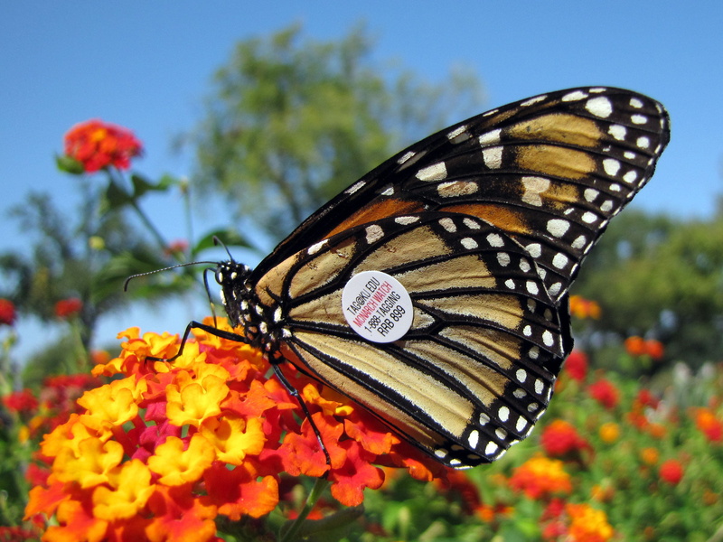 Danaus plexippus, DC, flower, binomial, green leaf, Tagged, nature, monarch, black, butterfly, Nymphalidae, Insect, butterfly - Insect, white, macro, black