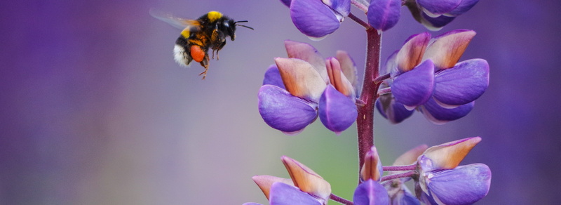 yellow, blue, near, brown, springtime, insect, bokeh, 4K, petal, shallow focus, photography, purple, flower, purple and brown, plant, bumblebee, nature