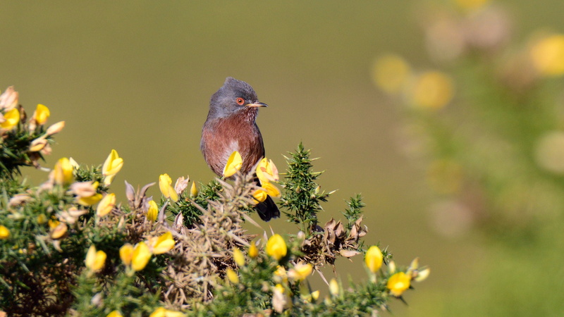 Tamron, Dartford Warbler, dartford, branch, beak, warbler, Ashdown Forest, 2K, petaled, Nikon D810, nature, on top, black, wildlife, top, yellow, lens