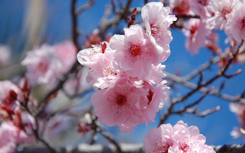 colors, pink, blue, spring, 2K, refreshing, flowers, 3d and abstract, nature