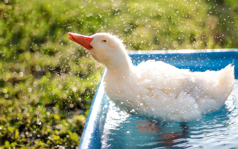1080P, droplets, bokeh, duck, refreshment, Animal