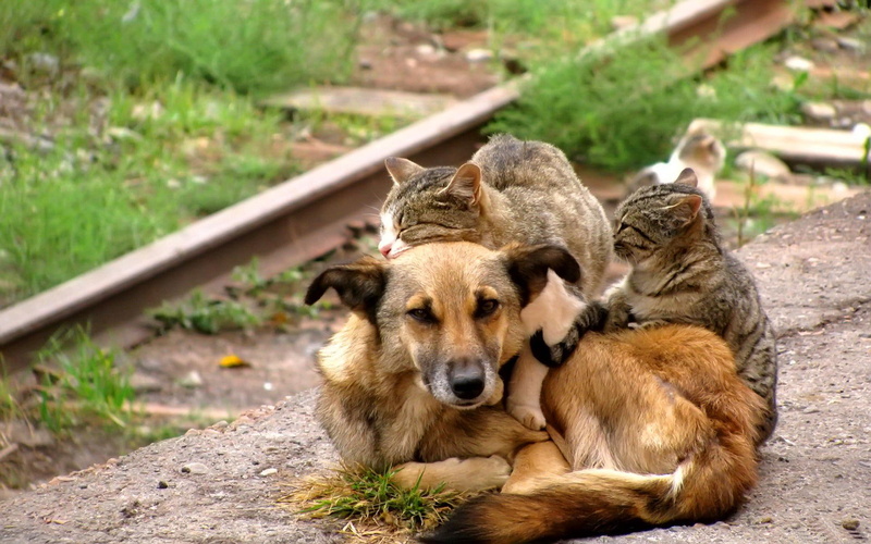 cats, 1080P, dog, friends, funny, cuddle
