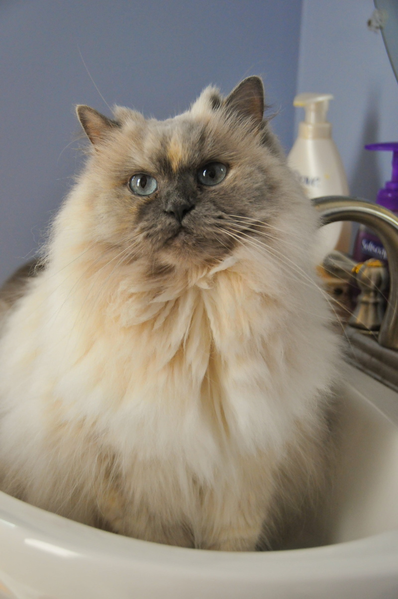fluffy, mammal, animal, domestic bathroom, white, domestic animals, hygiene, fur, kitten, faucet, playful, indoors, vertebrate, pets, pussycat, animal head
