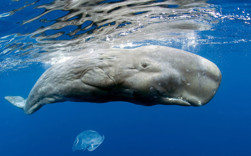 sea, gray, wildlife, deep, aquatic mammal, mammal, dolphin, 720P, animal wildlife, scuba Diving, nature, swimming Animal, sea Life, vertebrate, sperm whale