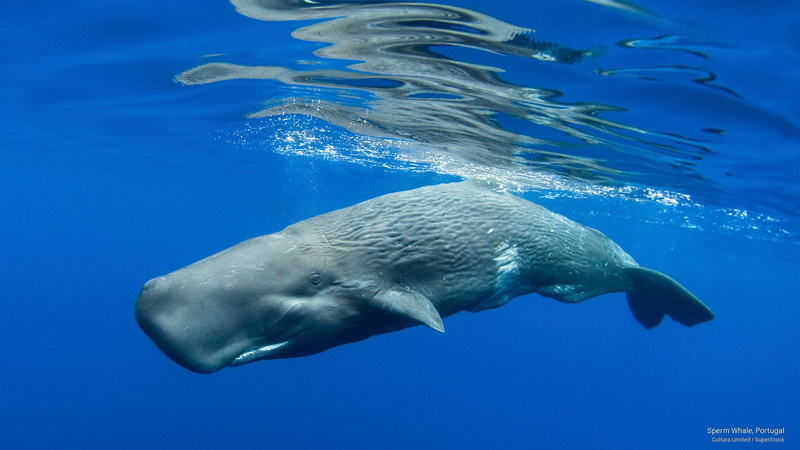 whale, sperm, portugal, 2K, Ocean Life