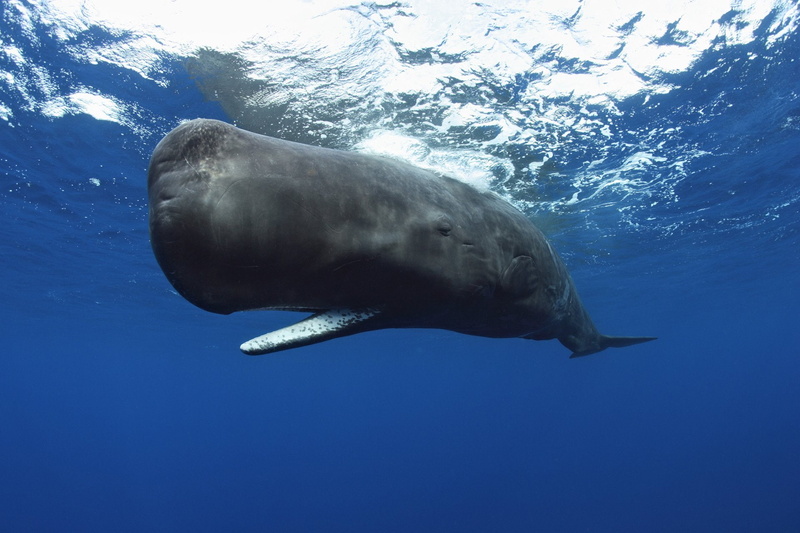 Animal, 1080P, Sperm Whale, Whale