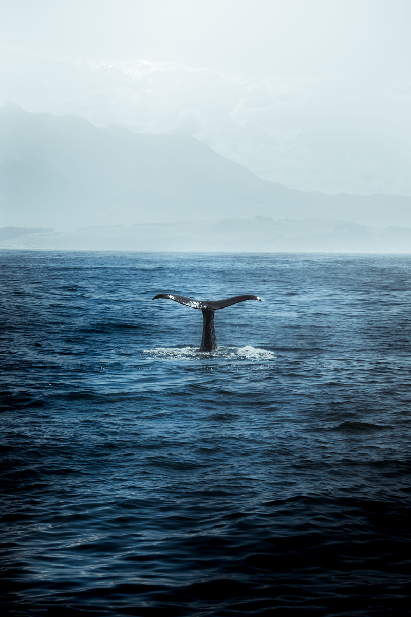 underwater, 4K, animal wildlife, tale, new zealand, animals in the wild, scenics - nature, day, tail fin, water, aquatic mammal, clouds, animal, tail
