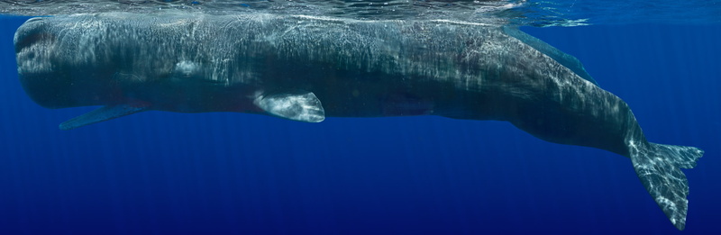 Animal, Sperm Whale, Whale, 1080P