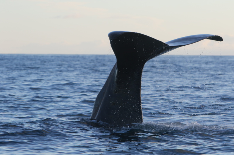 underwater, whale, animal themes, vertebrate, beauty in nature, sperm whale, ocean, animal wildlife, 5K, nature, mammal, tail fin, sky, aquatic mammal