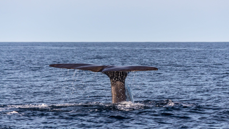 wave, mammal, animal themes, Sperm Whale, ocean, horizon over water, marine, no people, marine mammals, sea life, underwater, 1080P, water, humpback whale